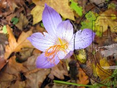 Шафран красивый 001